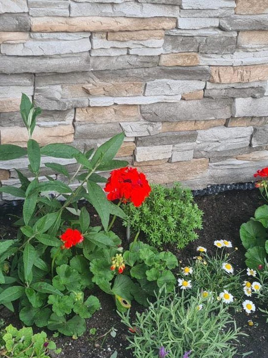 Frisch bepflanztes Beet vor Natursteinmauer