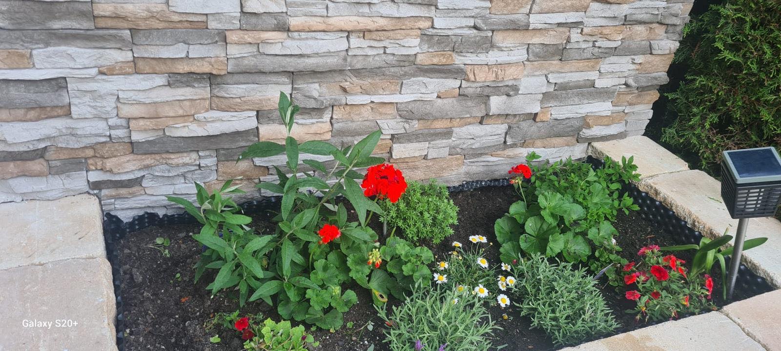 Bepflanztes Beet mit roten Geranien vor einer Natursteinmauer